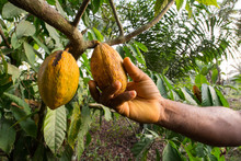A Man’s Hand Reaps A Ripe Cocoa In Kumba, Cameroon, Africa.