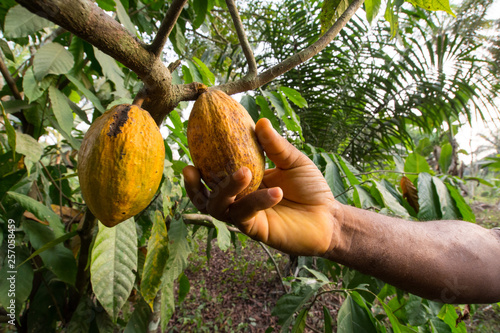 Fotografía A man’s hand reaps a ripe cocoa in Kumba, Cameroon, Africa.