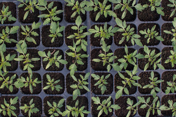 Wall Mural - Seedlings germinate in fertile soil with fertilizer. Sprouted Tomato. Potted Tomato Seedlings Green Leaves.