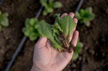 Wall Mural -  Bulk rotting lettuce. Romen’s rotten lettuce in the farmer’s hand against the background of a greenhouse planted salad