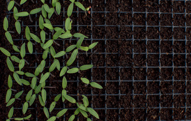 Wall Mural -  Sprouts of tomatoes in a cassette for growing seedlings. Tomato seedling, young tender green sprouts of tomatoes. Youngsters Saplings, shoots. Selective focus