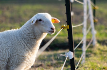 Sheep In A Field Near A Fence