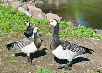 Wall Mural - Three barnacle geese (Branta leucopsis) on green grass near sea shore