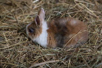 live Easter rabbits