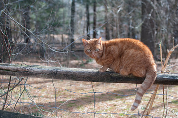 Cat on A Fence