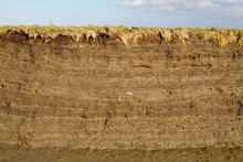 Tidal Marsh Soil Profile In The Cutbank Of A Creek, The Result Of Accretion And Erosion, Layers Of Clay With Small Fragments Of Shells