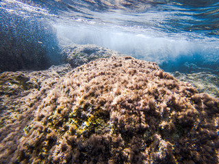 Wall Mural - Texture of stones, earth, seabed with coral reefs and algae under blue-green water, underwater sea view, ocean in a tropical resort. Mediterranean sea. Greece. Background