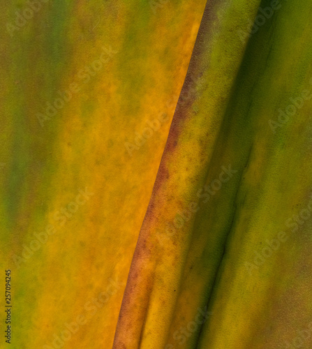 Fotografia, Obraz  the yucca cactus looks like a jackson pollock painting