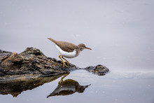 Spotted Sandpiper Standing On Rock And Refecting Into Water.
