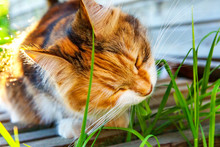 Arrogant Short-haired Domestic Beautiful Tabby Cat Eating Fresh Green Grass Oats. Natural Hairball Treatment. Pet Care Health And Animals Concept