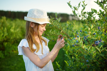 Wall Mural - Cute little girl picking fresh berries on organic blueberry farm on warm and sunny summer day. Fresh healthy organic food for small kids.