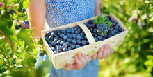 Cute Little Girl Picking Fresh Berries On Organic Blueberry Farm On Warm And Sunny Summer Day. Fresh Healthy Organic Food For Small Kids.