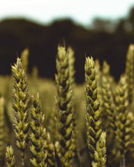 Field of Wheat