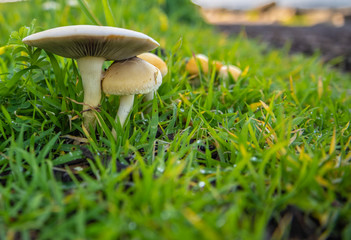 Wild mushrooms in the grass