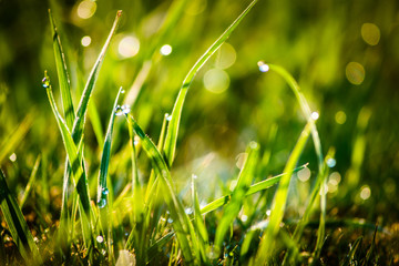 Closeup dew on top of grass for green background. Macro photo of water drops on green grass. Spring, summer seasonal background with green grass. Drops of dew on the beautiful green grass background.