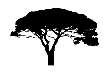 Old tree black silhouette isolated on white background. Vector tree.