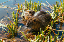 Two Nutria Sit In Reed On Pond.