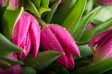 Wall Mural - Background of pink tulips closeup. Bouquet of flowers