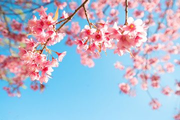Wall Mural - beautiful sakura flower (cherry blossom) in spring. sakura tree flower on blue sky.