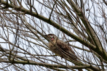 Wall Mural - red wattlebird