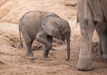 Wall Mural - tired and thirsty baby african elephant at a dry waterhole