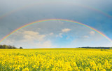 Fototapeta Tęcza - Bright rainbow in the sky with clouds above the yellow rapeseed field