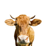 Fototapeta Zwierzęta - brown cow, isolated on white background