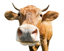 Curious Brown Cow (close-up), Isolated On White Background