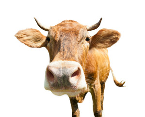 Curious brown cow (close-up), isolated on white background