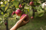 Fototapeta Tulipany - Dziewczyna zrywa jabłka z drzewa.