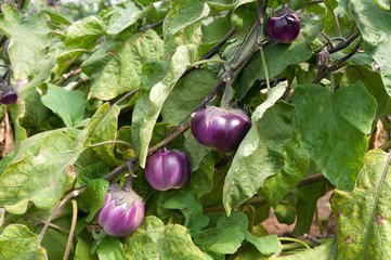 Wall Mural - Growing organic eggplant in the dice