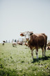 Glückliche Kühe auf Weide