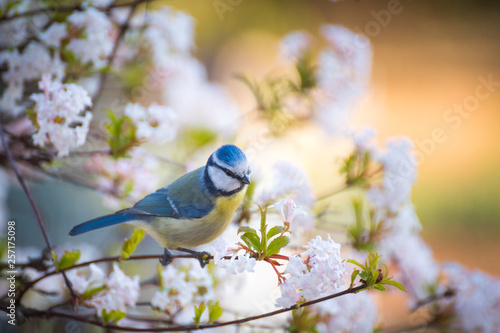 Cuadros en Lienzo kleine Blaumeise in einem blühenden Baum