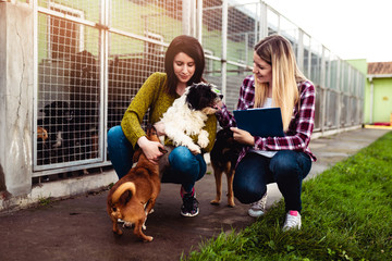 Young woman with worker choosing which dog to adopt from a shelter.