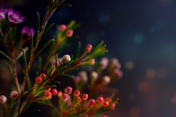 Wall Mural - Unusual flower branches on a black background. Macro. Fabulous background of flowers, highlights and black background. Mysterious floral background.