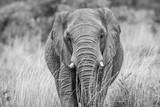 Fototapeta Sawanna - Elephant standing in the high grass.