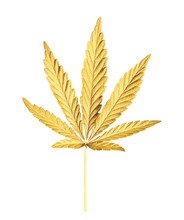 Cannabis Leaf Isolated On White. Hemp Leaf Close Up. Marijuana Drugs Is Produced From Cannabis Leaf.