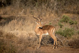 Fototapeta Sawanna - Impala ram standing in the grass.