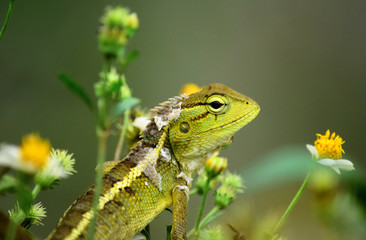 Green-venced Lizard in the wild with natural background