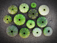Green Sea Urchin Shells On Dark Sea Sand Background, Filtered Image