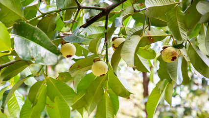 Mangosteen 3