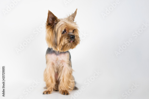 Fotomural Dog yorkshire terrier on white background