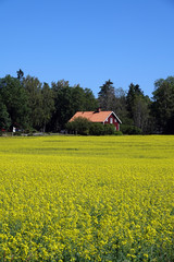 Poster - Rapsfeld in Schweden