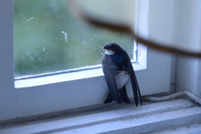 Swallow Sitting On A Windowsill