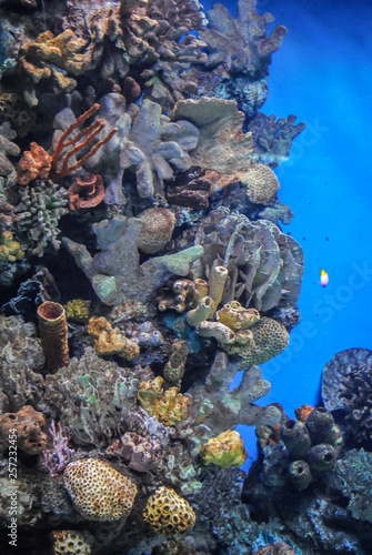 Get Beautiful Photograph Of Colorful Corals Algae Aquatic Plants And Free Wallpaper Beautiful Photograph Of Colorful Corals Algae Aquatic Plants And Desktop Wallpaper