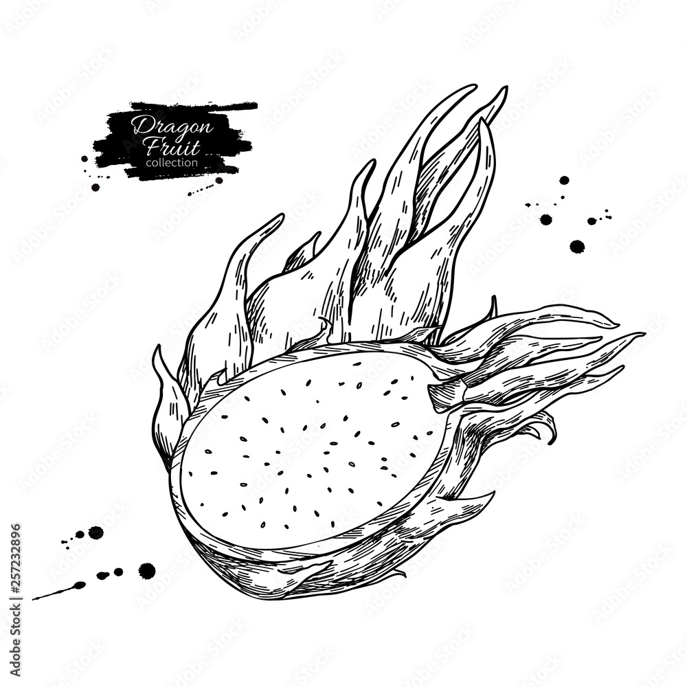 Dragon fruit vector drawing. Hand drawn tropical food illustration ...