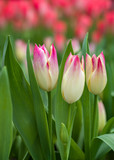 Fototapeta Tulipany - Tulpen - Liliengewächse