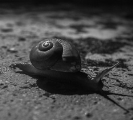 Snail