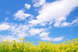 菜の花と青い空と白い雲