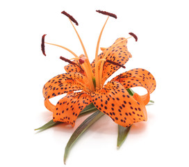 Sticker - Tiger lily with leaves.